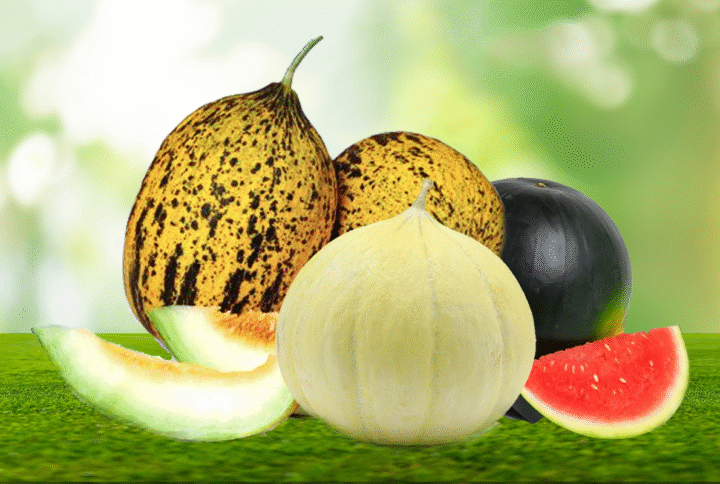 “Yazın Serin Yıldızları: Karpuz ve Kavun Fidelerinde Çeşit Seçimi Neden Önemlidir?”