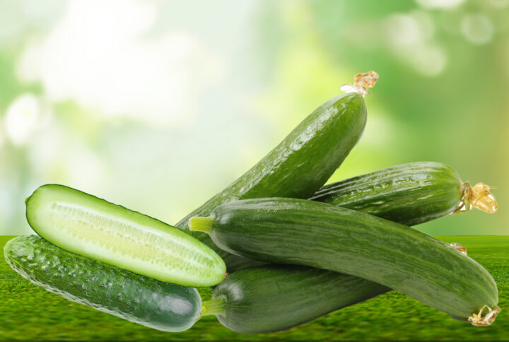 “Serinleten Verim: Salatalık Fidelerinde Yüksek Kalite Nasıl Yakalanır?”