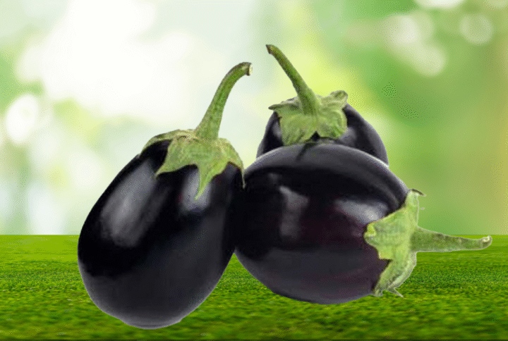 “Patlıcan Yetiştiriciliğinde Fide Seçimi: Uzun Ömürlü, Dayanıklı, Verimli”